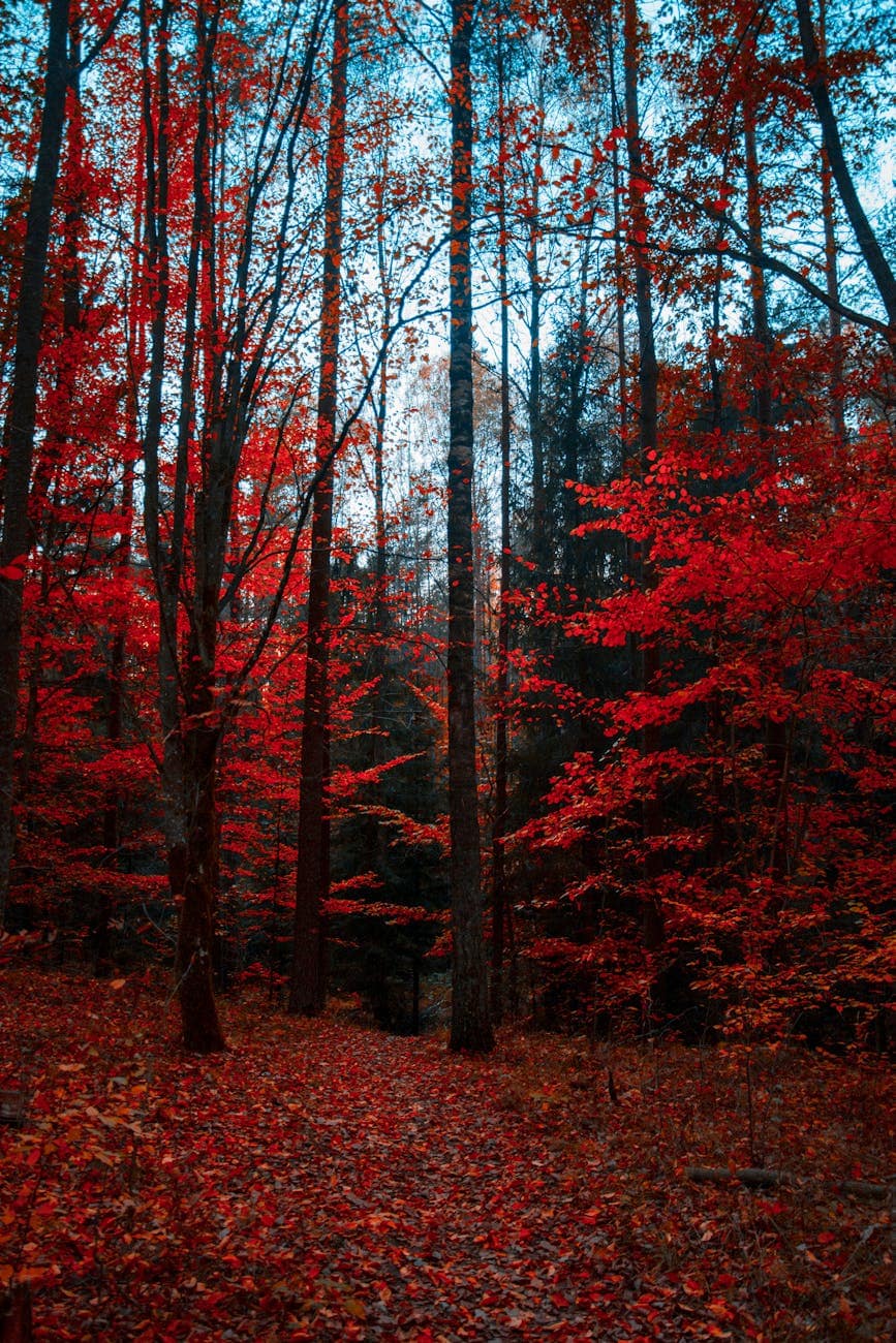 red trees